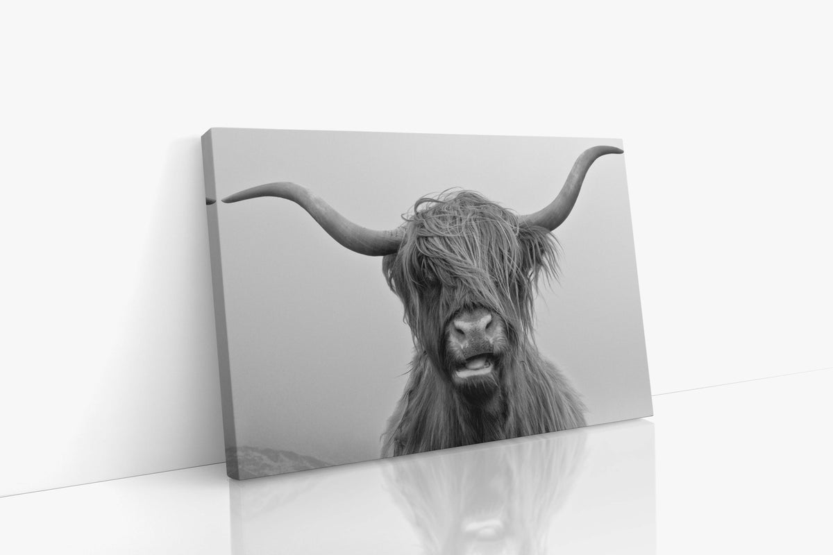 Highland Cow