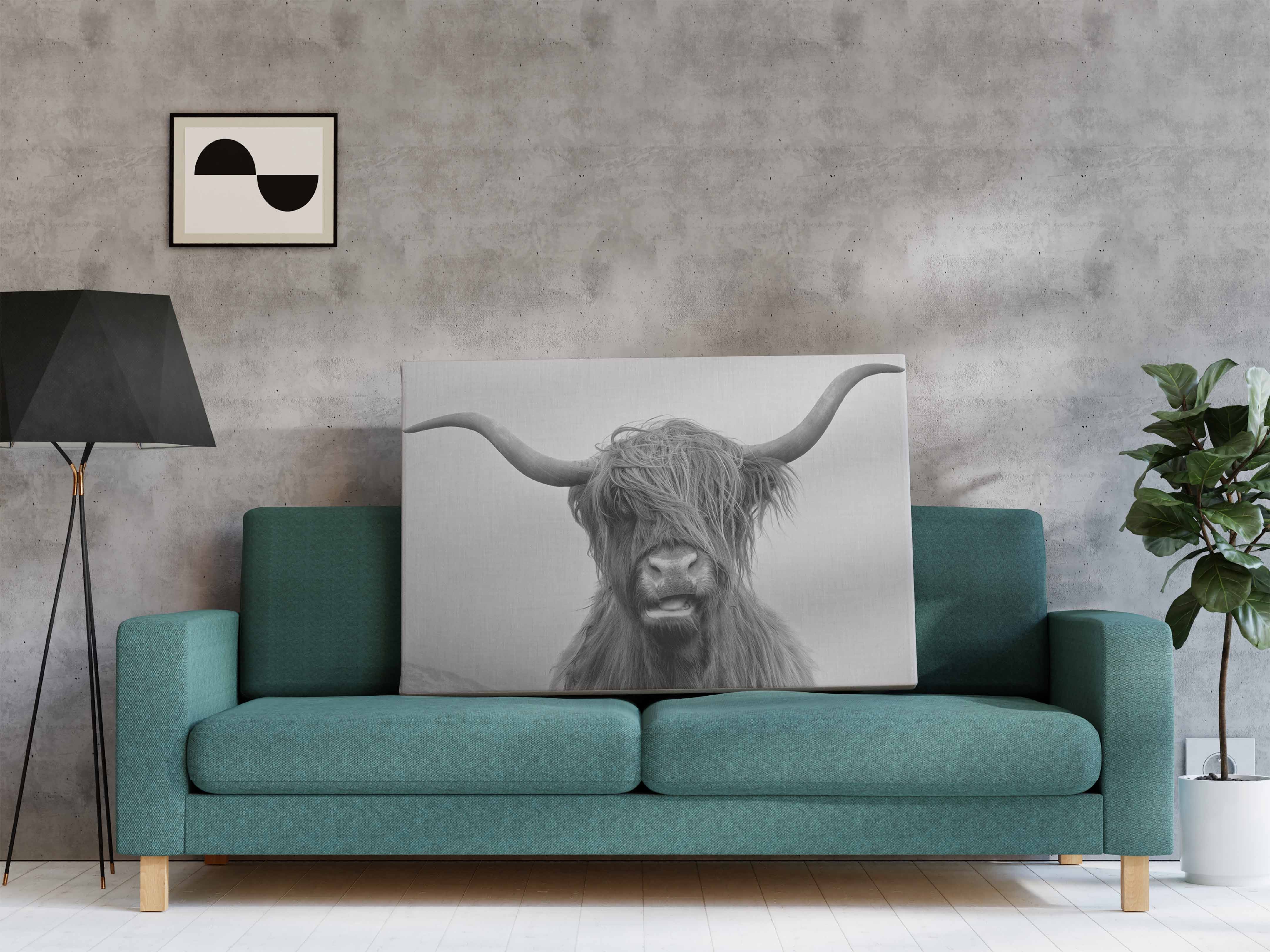 Highland Cow